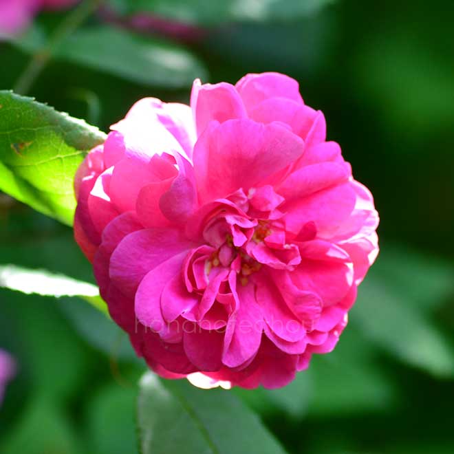 バラ パークツァウバー｜花の手帖の薔薇図鑑