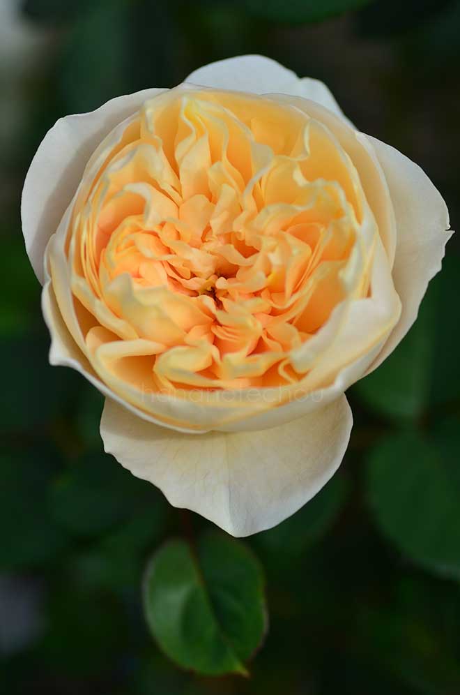 バラ パテル カポルヨン｜花の手帖の薔薇図鑑