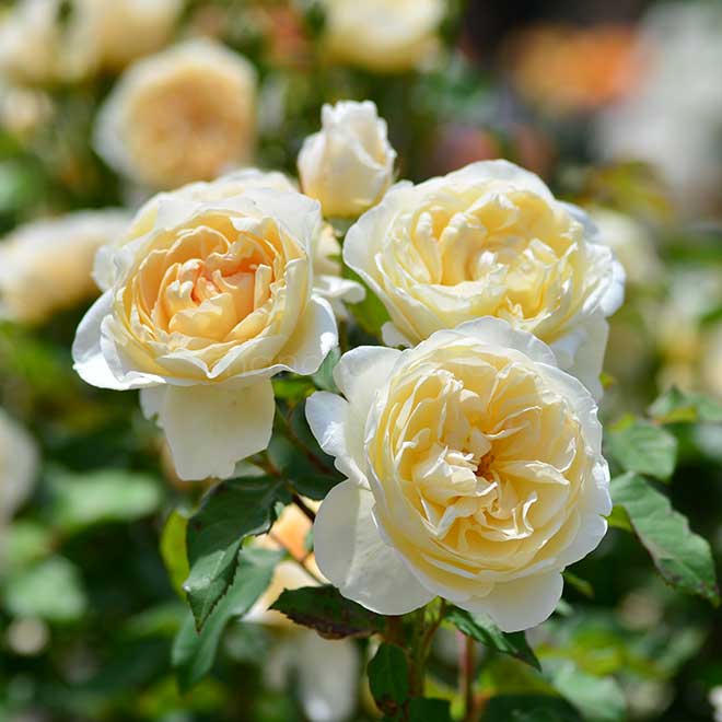 バラ パテル カポルヨン｜花の手帖の薔薇図鑑