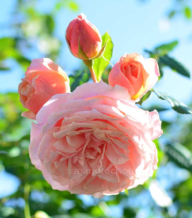 バラ ポール ボキューズ|花の手帖の薔薇図鑑