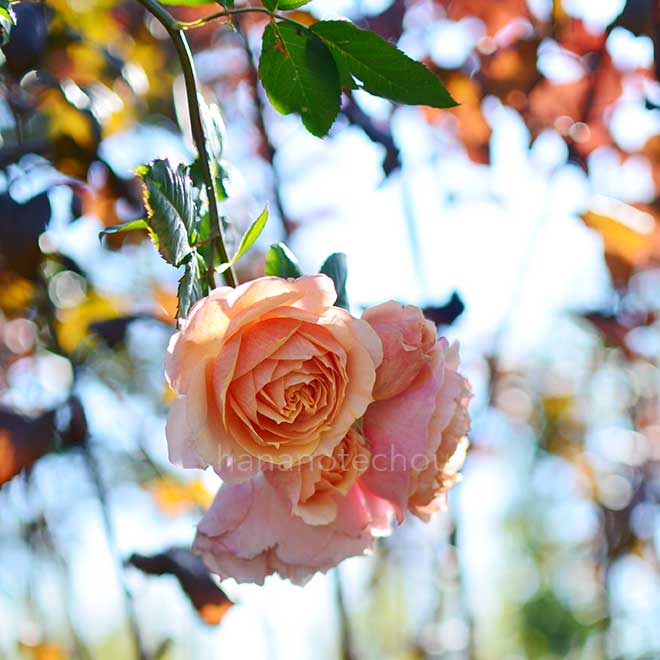 バラ ポール ボキューズ|花の手帖の薔薇図鑑