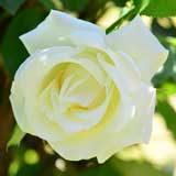 バラ ポールズレモンピラー｜花の手帖の薔薇図鑑