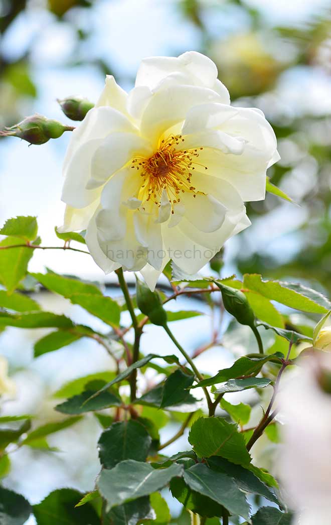 バラ パックス｜花の手帖の薔薇図鑑