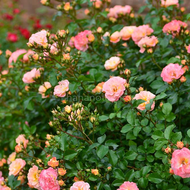 バラ ピーチ ドリフト|花の手帖の薔薇図鑑
