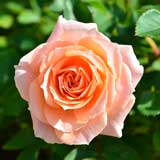 バラ ピーチ メイアンディナ｜花の手帖の薔薇図鑑