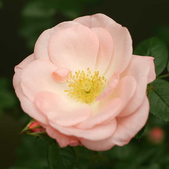 バラ パールリング｜花の手帖の薔薇図鑑