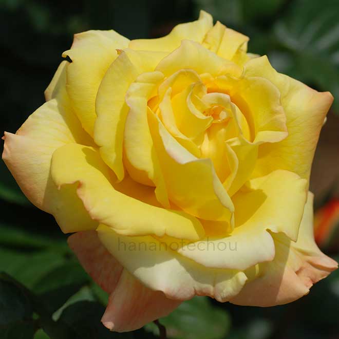 バラ ペール ギュント|花の手帖の薔薇図鑑