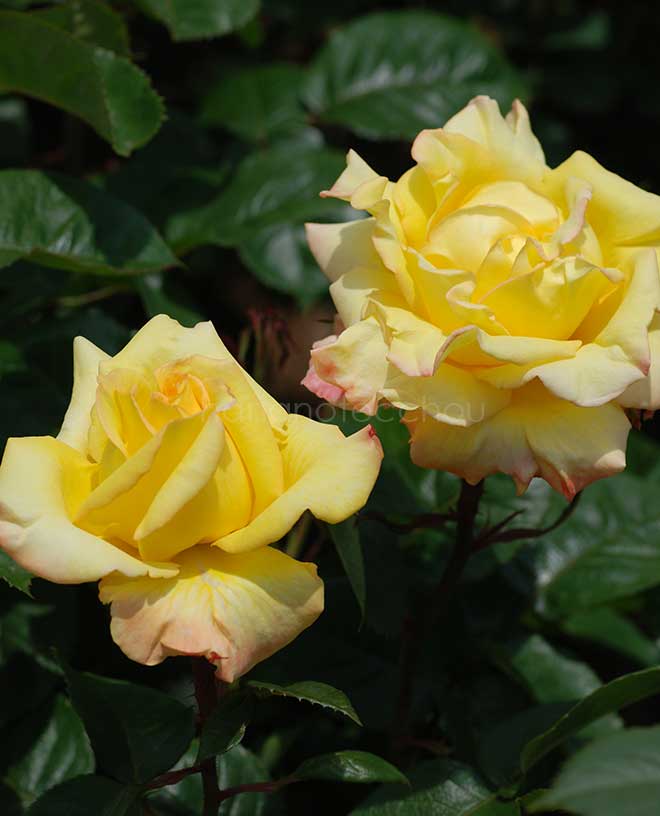 バラ ペール ギュント|花の手帖の薔薇図鑑