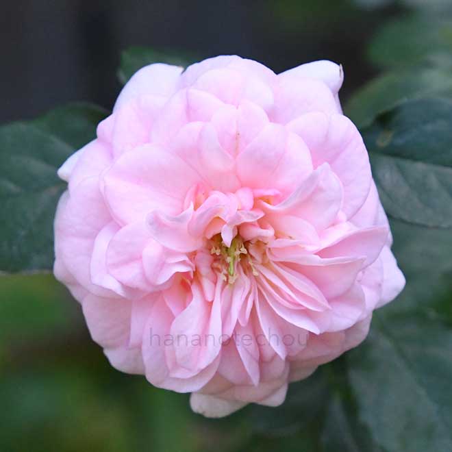 バラ プチ ポワン|花の手帖の薔薇図鑑