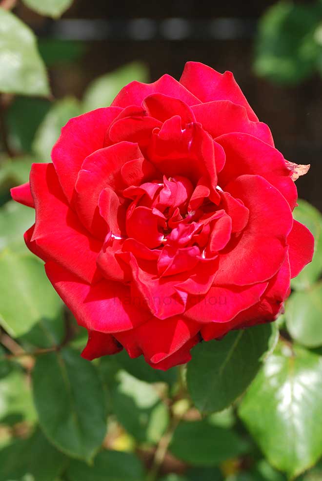 バラ ファラオン|花の手帖の薔薇図鑑