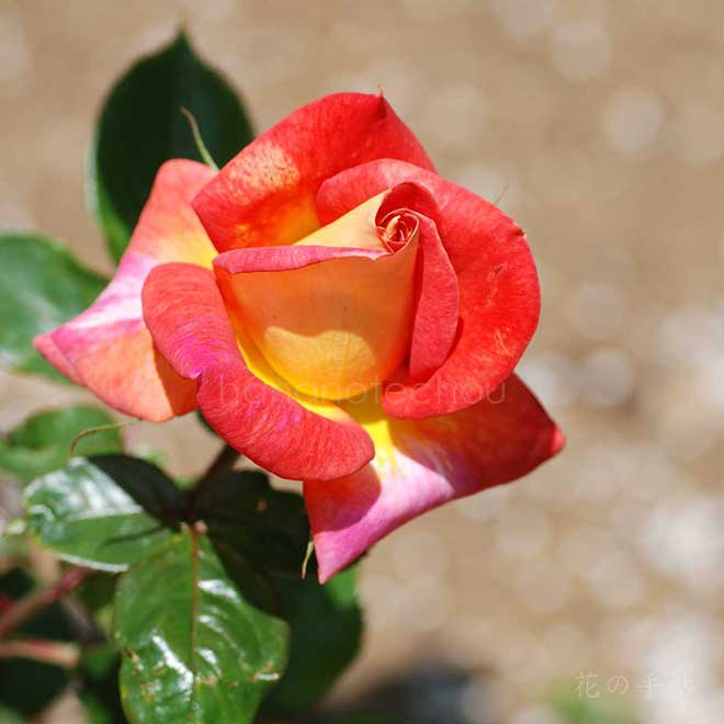 バラ ピカデリー｜花の手帖の薔薇図鑑