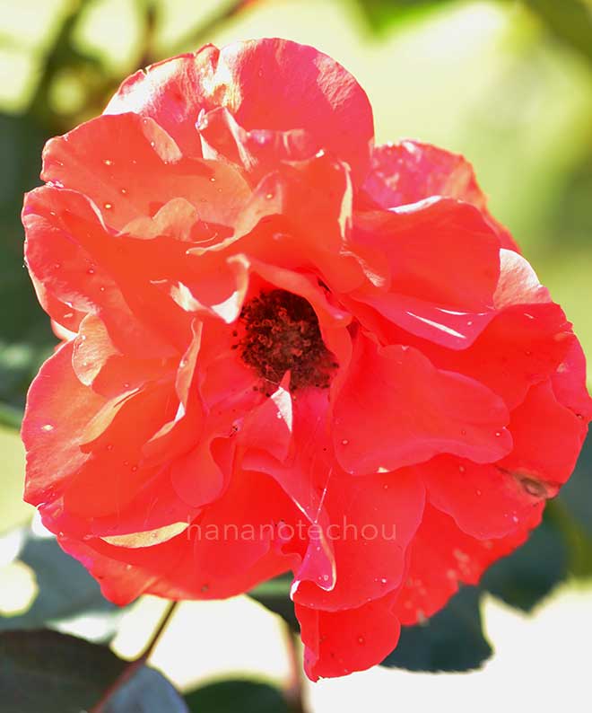 バラ |花の手帖の薔薇図鑑