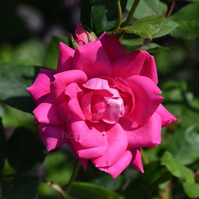 バラ ピンク ダブル ノックアウト｜花の手帖の薔薇図鑑