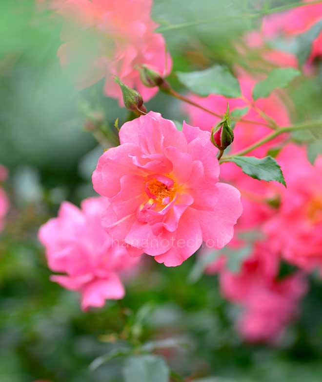 バラ ピンク ファミー｜ROSE Pink Famy｜花の手帖のwebバラ図鑑