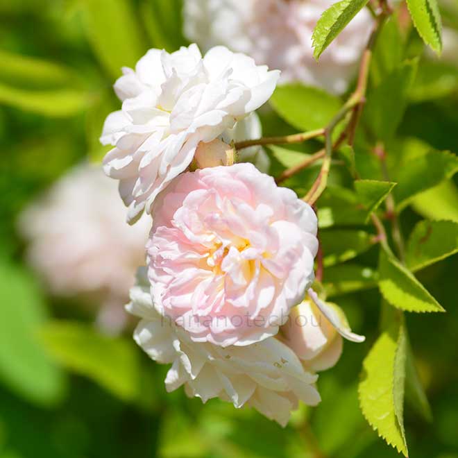 バラ ピンク ギスレーヌ ドゥ フィリゴンド｜花の手帖の薔薇図鑑
