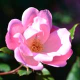 バラ ピンク ノック アウト｜花の手帖の薔薇図鑑