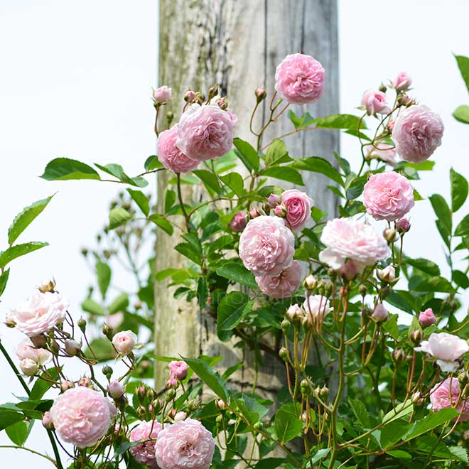 バラ ピンク プロスペリティ｜花の手帖の薔薇図鑑