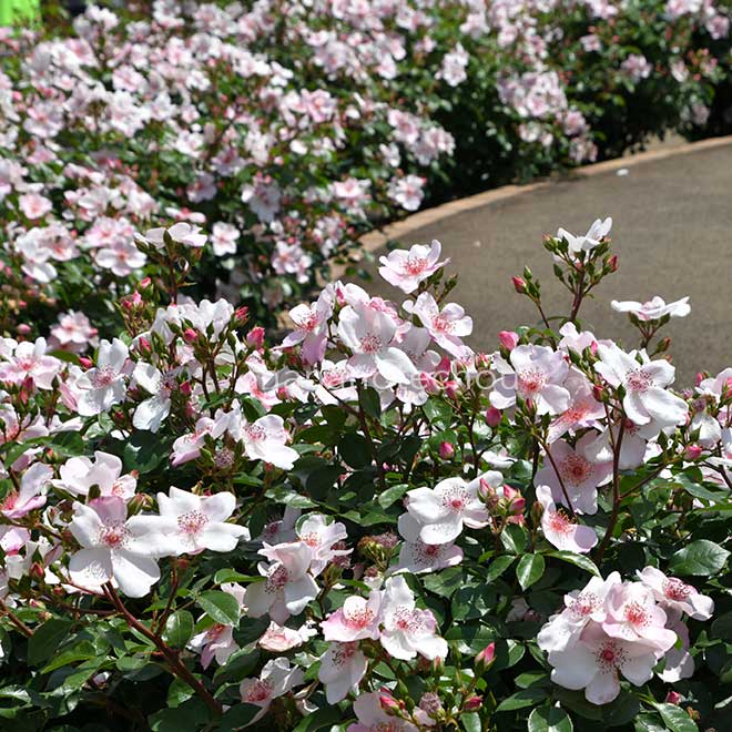 バラ ピンク サクリーナ｜花の手帖の薔薇図鑑
