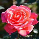 バラ ポリネシアン サンセット|花の手帖の薔薇図鑑