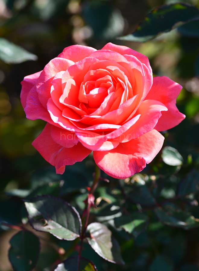 バラ ポリネシアン サンセット|花の手帖の薔薇図鑑