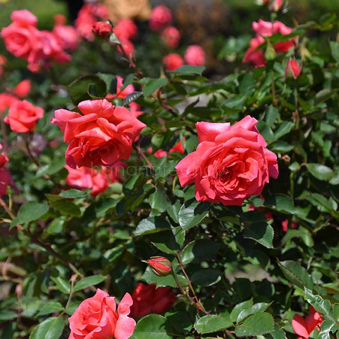 バラ ポリネシアン サンセット|花の手帖の薔薇図鑑