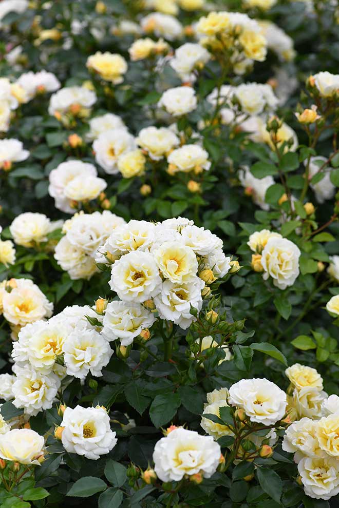 バラ ポップコーン ドリフト｜花の手帖の薔薇図鑑