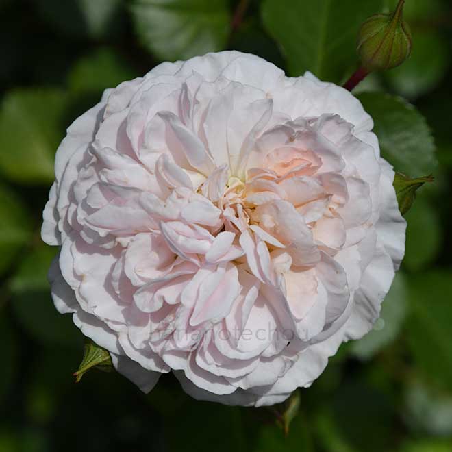 バラ ぽぽぽちーく｜花の手帖の薔薇図鑑