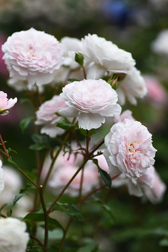 バラ ぽぽぽちーく｜花の手帖の薔薇図鑑