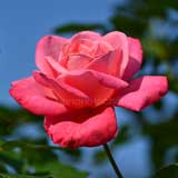 バラ ステファニードゥモナコ|花の手帖の薔薇図鑑