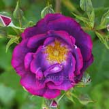 バラ プリンセス シビル ドゥ ルクセンブルグ｜花の手帖の薔薇図鑑