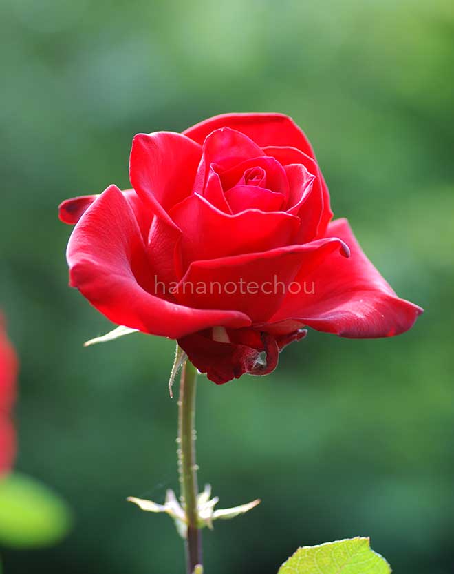 バラ プレシャス プラチナム｜花の手帖の薔薇図鑑