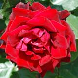 バラ |花の手帖の薔薇図鑑