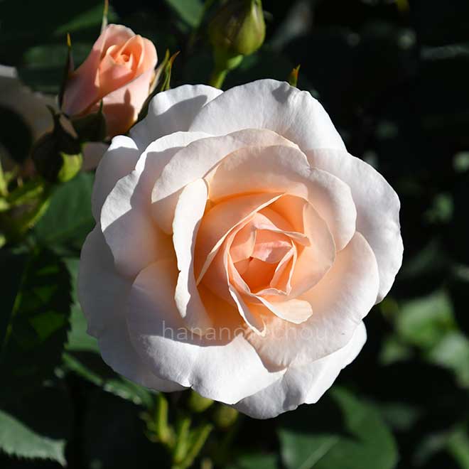 バラ プリティ レディ｜花の手帖の薔薇図鑑