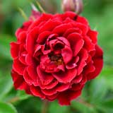 バラ プリンス メイアンディナ｜花の手帖の薔薇図鑑