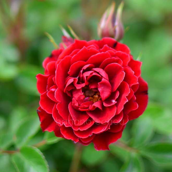 バラ プリンス メイアンディナ|花の手帖の薔薇図鑑