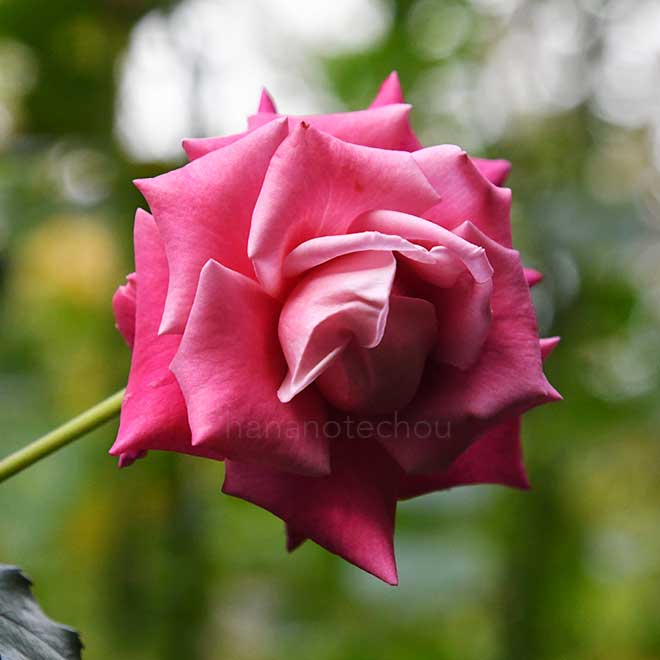 バラ パープルグレイス｜花の手帖の薔薇図鑑