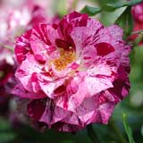 バラ パープルタイガー｜花の手帖の薔薇図鑑