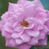 バラ バイオレットドリー｜花の手帖の薔薇図鑑