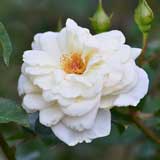 バラ ホワイトキャット|花の手帖の薔薇図鑑