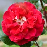 バラ キャプリス ドゥ メイアン|花の手帖の薔薇図鑑