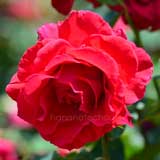 バラ キャラ ミア｜花の手帖の薔薇図鑑