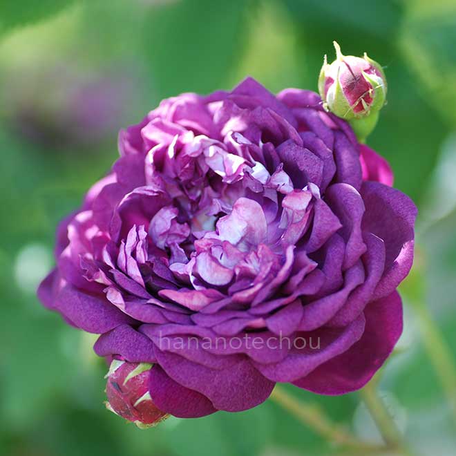 バラ カーディナル ドゥ リシュリュー|花の手帖の薔薇図鑑