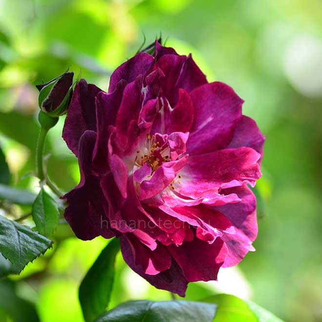 バラ カーディナル ヒューム｜花の手帖の薔薇図鑑