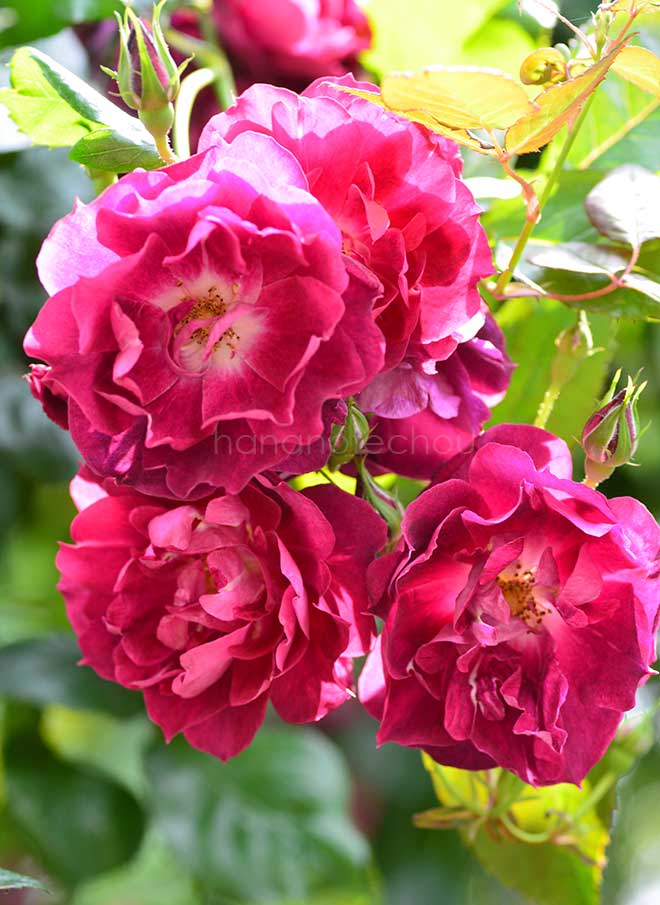 バラ カーディナル ヒューム｜花の手帖の薔薇図鑑