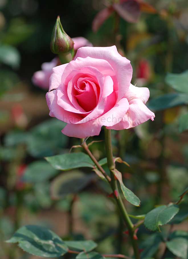 バラ カリーナ|花の手帖の薔薇図鑑