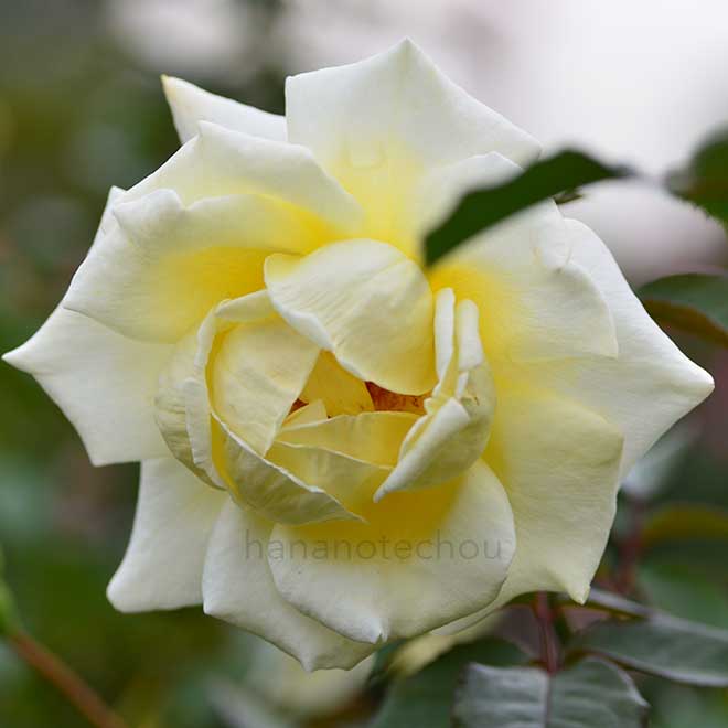 バラ キャロリーヌ ドゥ モナコ|花の手帖の薔薇図鑑