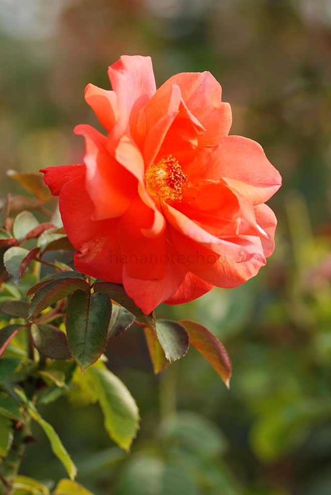 バラ ケーリー グラント|花の手帖の薔薇図鑑