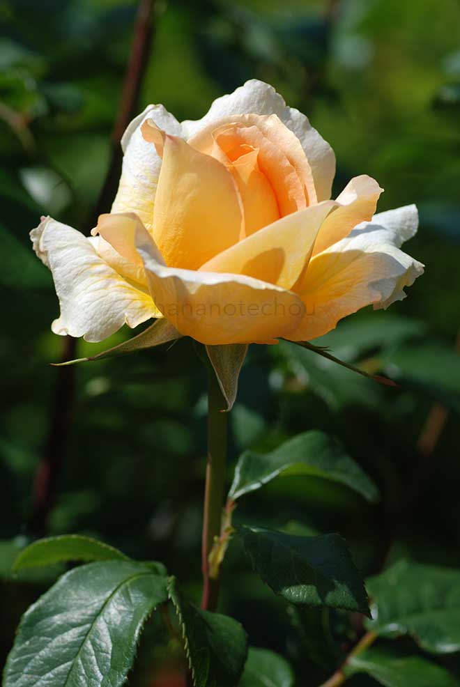 バラ カサノバ｜花の手帖の薔薇図鑑