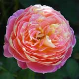 バラ クロード モネ｜花の手帖の薔薇図鑑