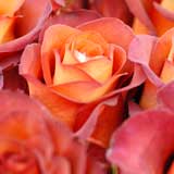 バラ |花の手帖の薔薇図鑑